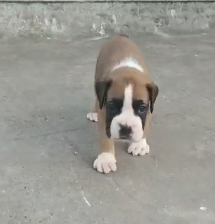 Purchase KCI Registered Boxer Puppy from Goa